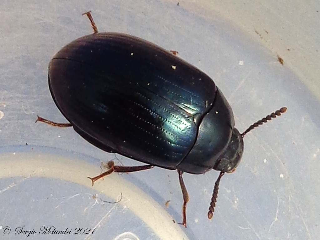 Tenebrionidae: Platydema violaceum? S.